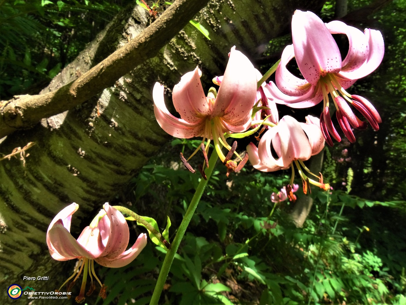 28  Lilium martagon (Giglio martagone).JPG